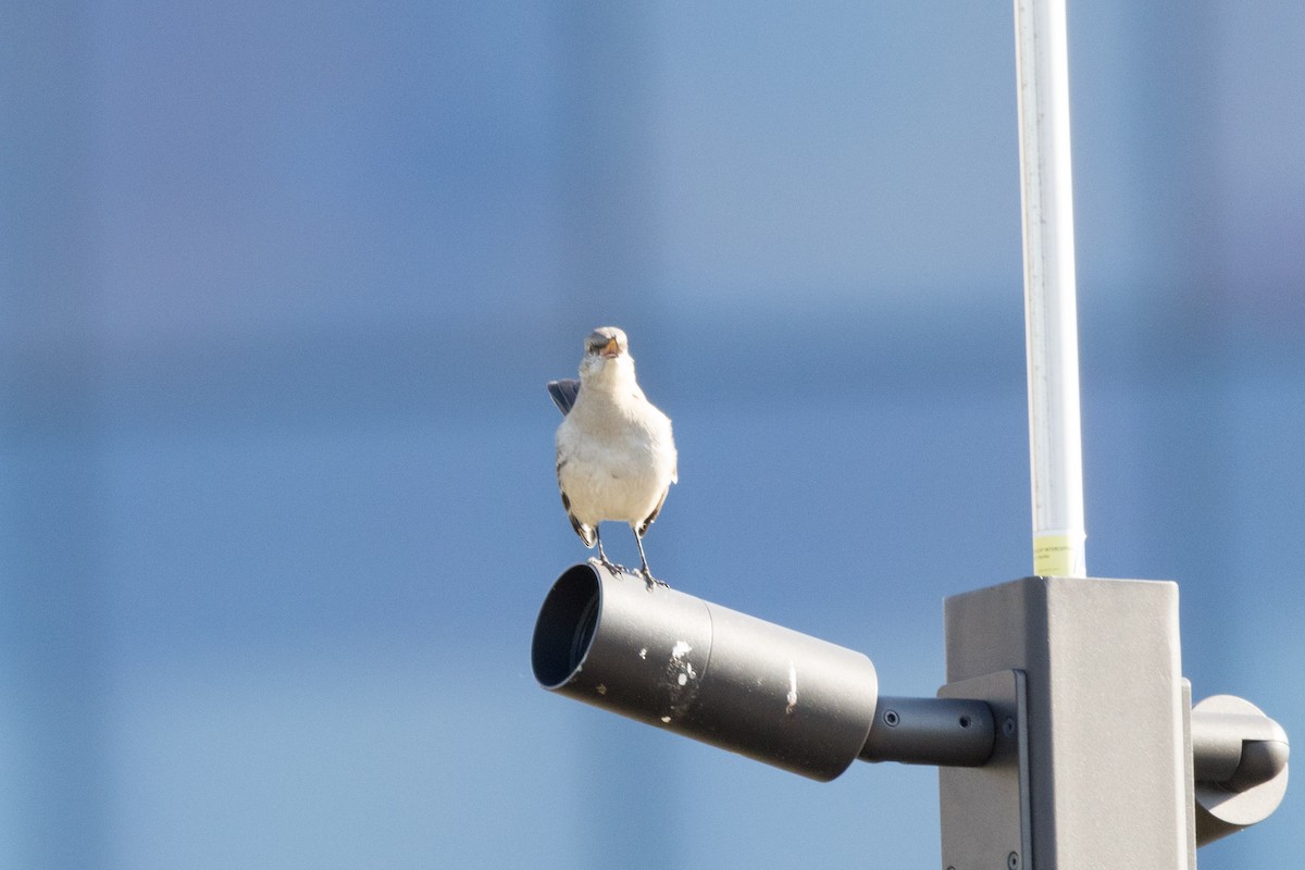 Northern Mockingbird - ML612215933