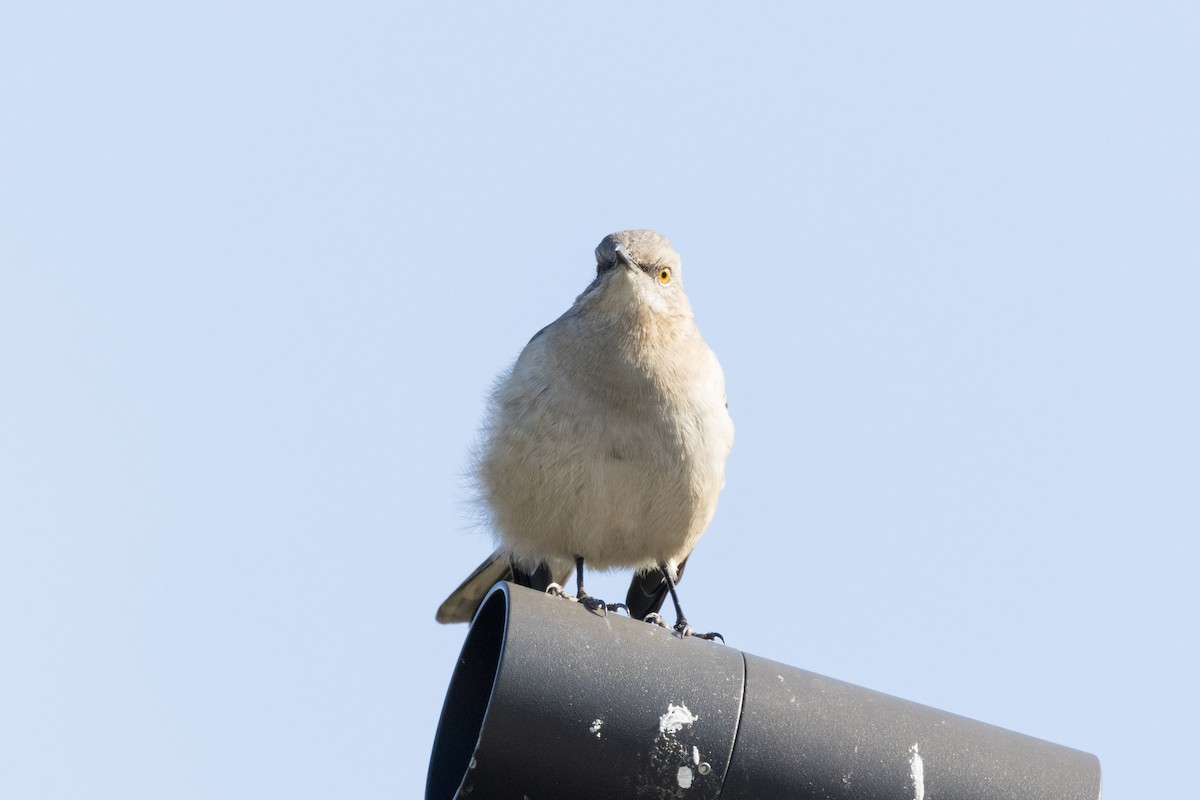 Northern Mockingbird - ML612215934