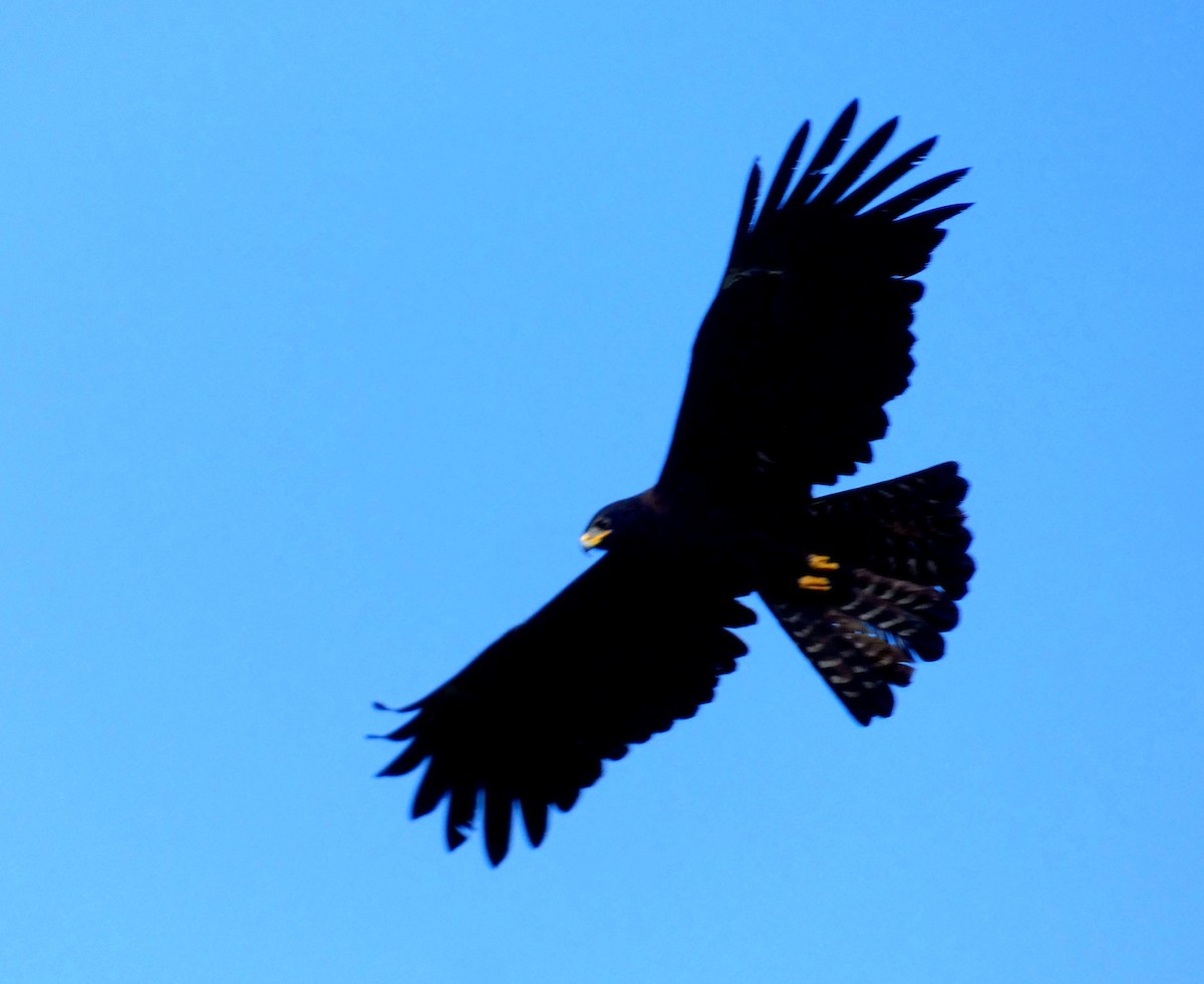 Águila Milana - ML612215992