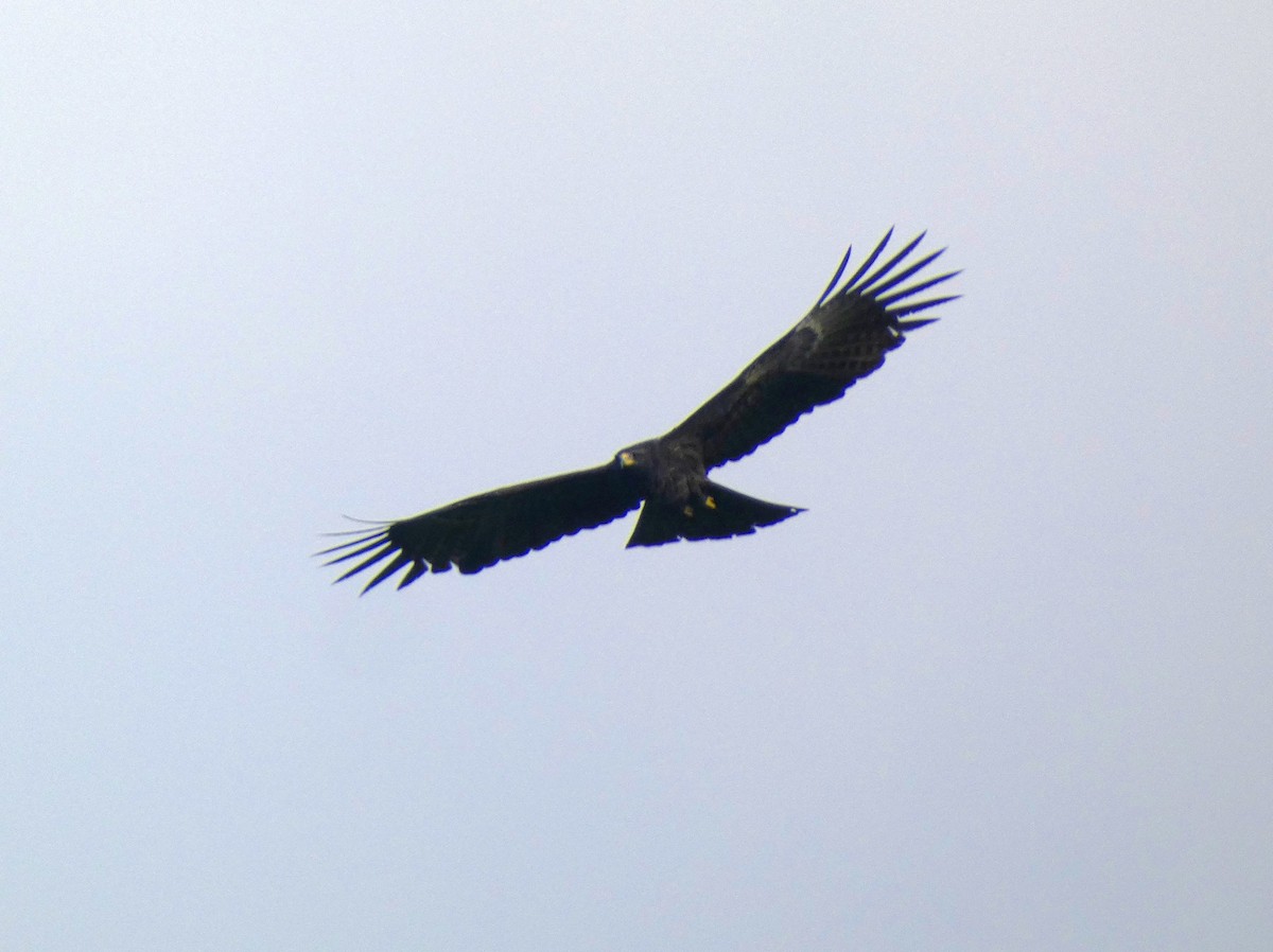 Black Eagle - ML612215993