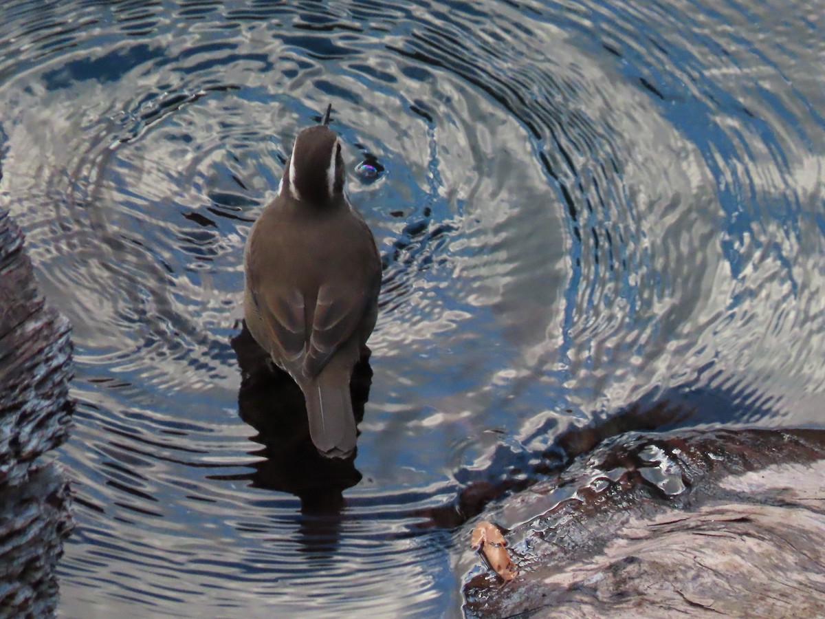 Dark-bellied Cinclodes - Nelson Contardo