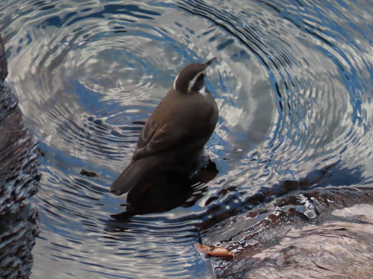 Dark-bellied Cinclodes - Nelson Contardo