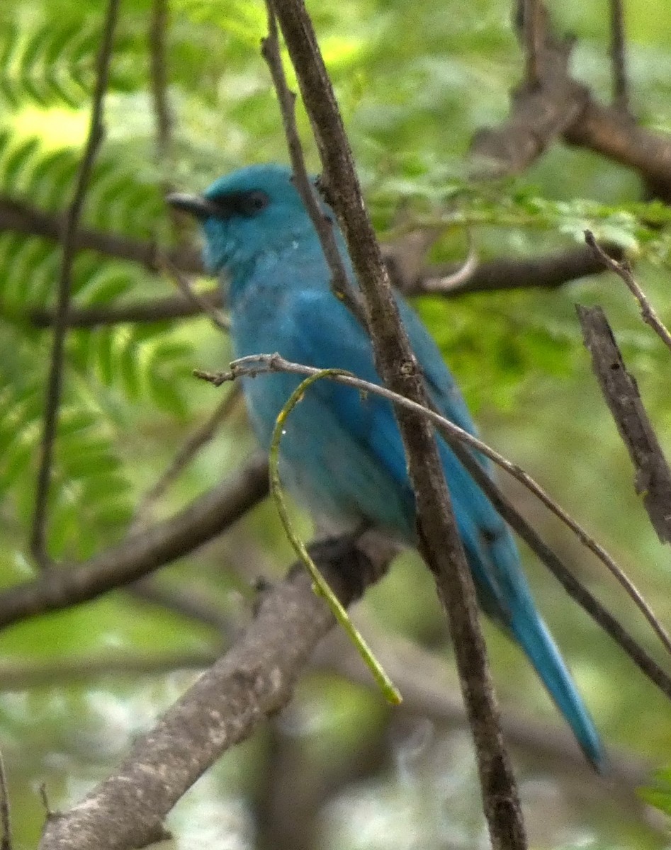 lejsek bleděmodrý - ML612216018