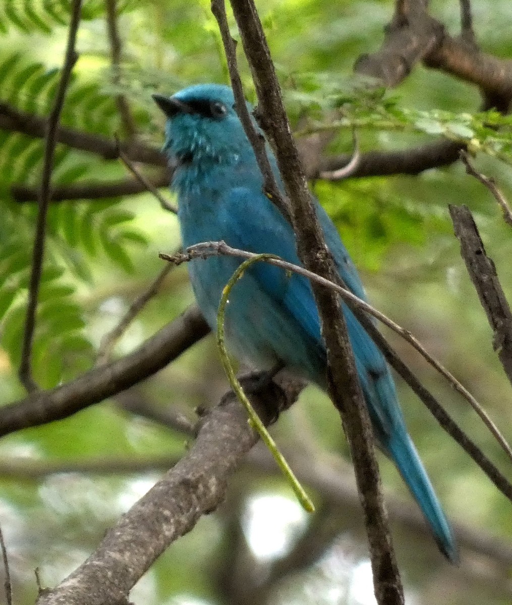 lejsek bleděmodrý - ML612216019