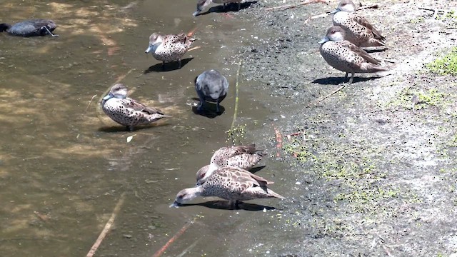 ハイイロコガモ - ML612216190