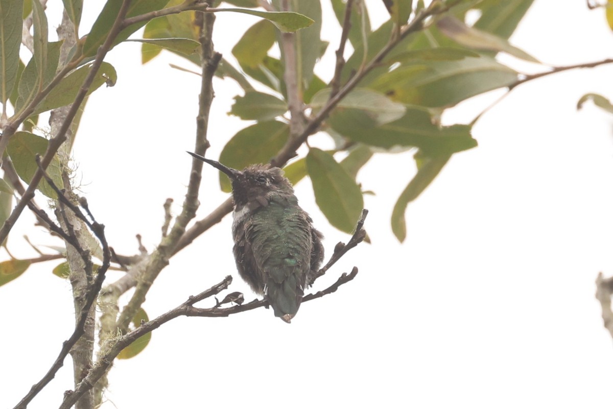 Anna's Hummingbird - ML612216233