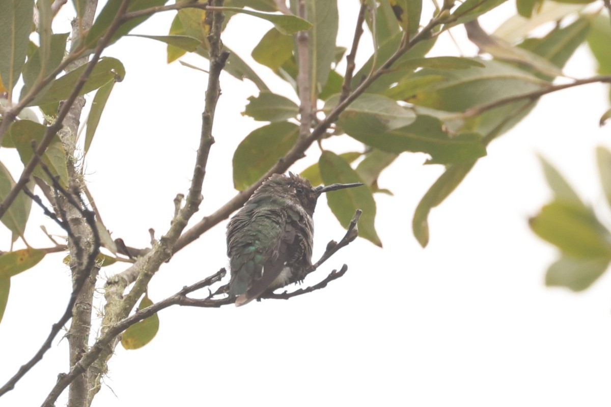 Anna's Hummingbird - ML612216234