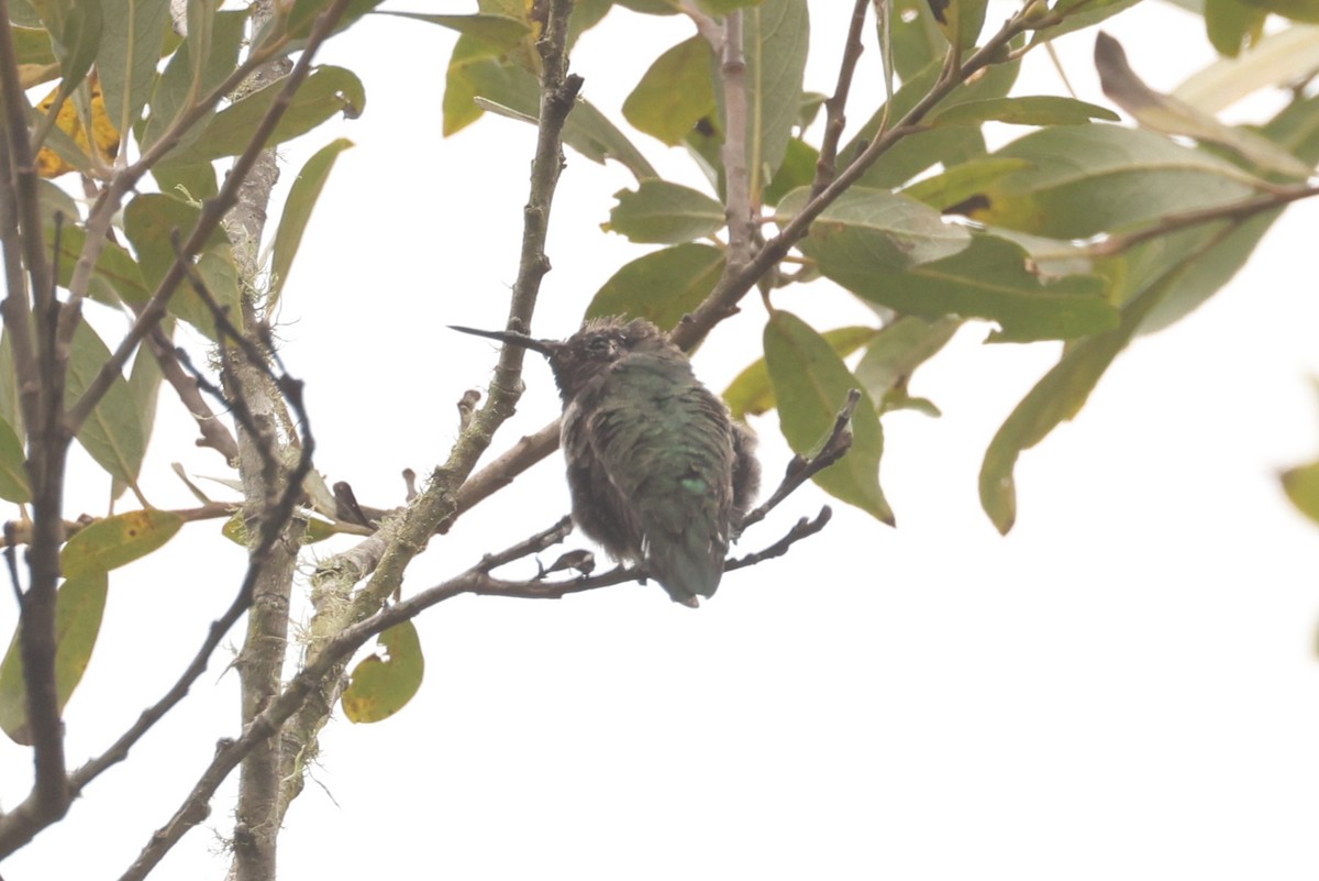 Anna's Hummingbird - ML612216235