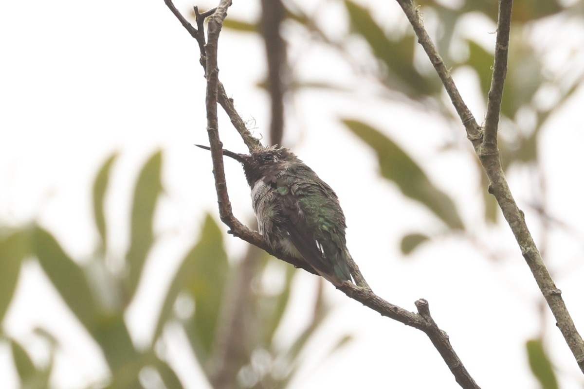 Anna's Hummingbird - ML612216236