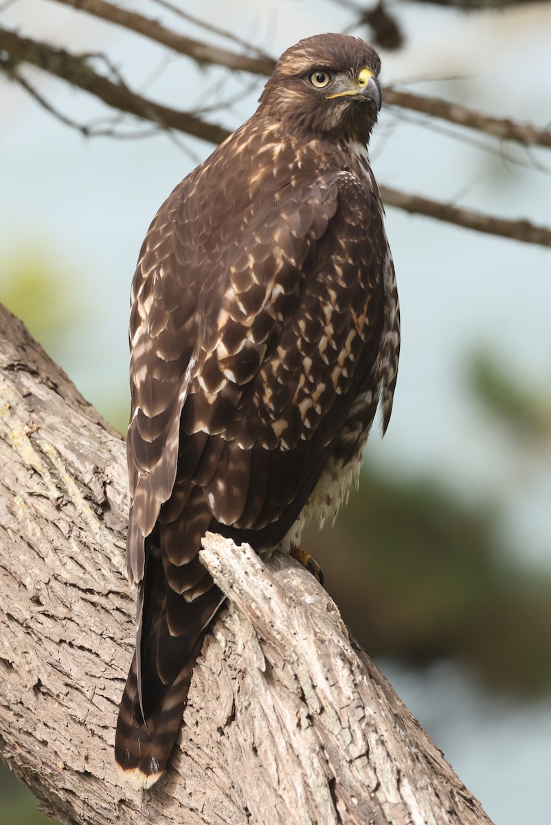 Red-tailed Hawk - ML612216247