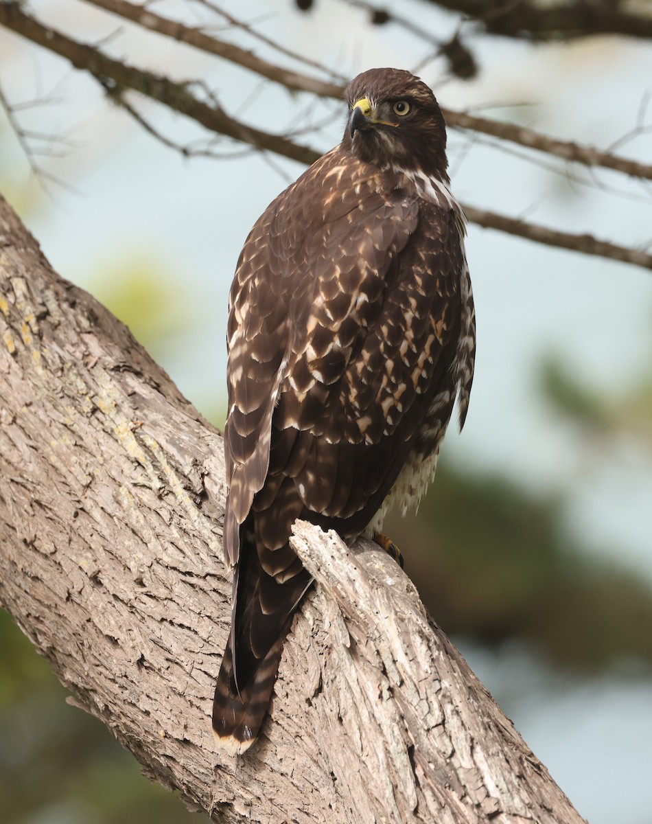 Red-tailed Hawk - ML612216248