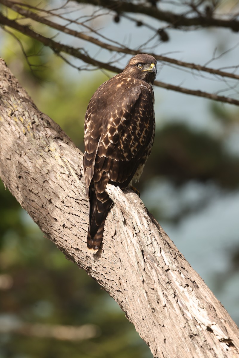 Red-tailed Hawk - ML612216249