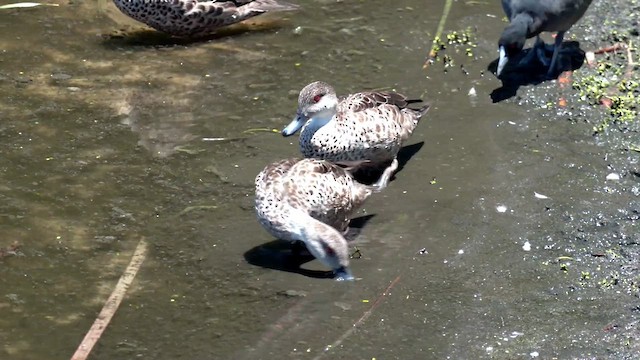 ハイイロコガモ - ML612216259