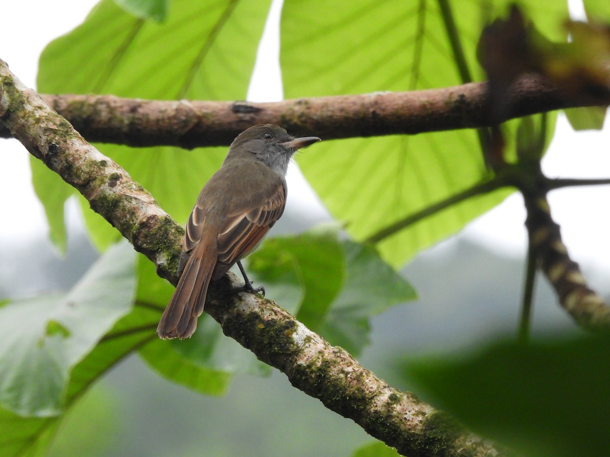 Rufous-tailed Flycatcher - ML612216285