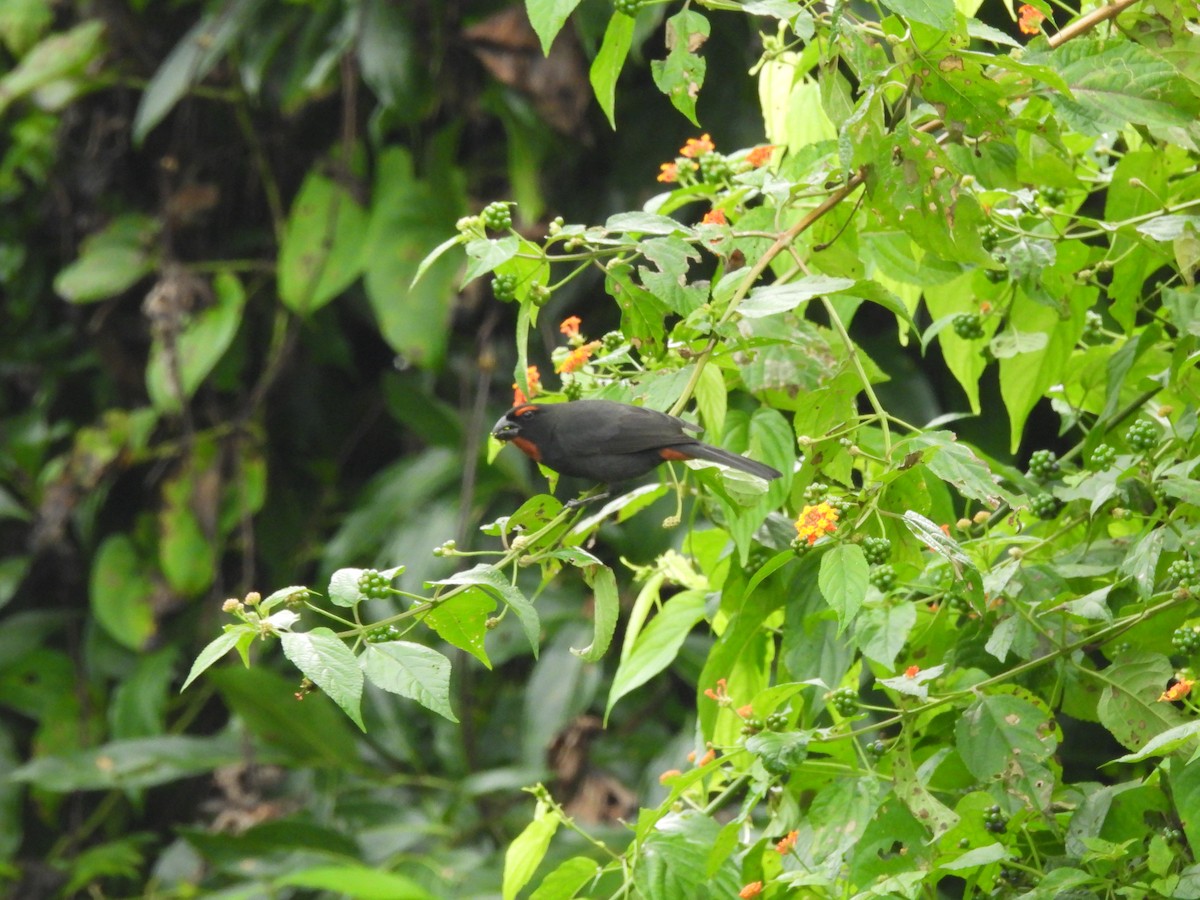 Greater Antillean Bullfinch - ML612216297