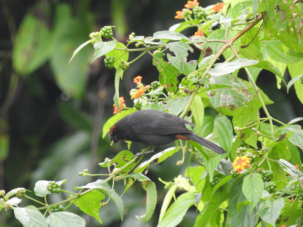 Greater Antillean Bullfinch - ML612216298