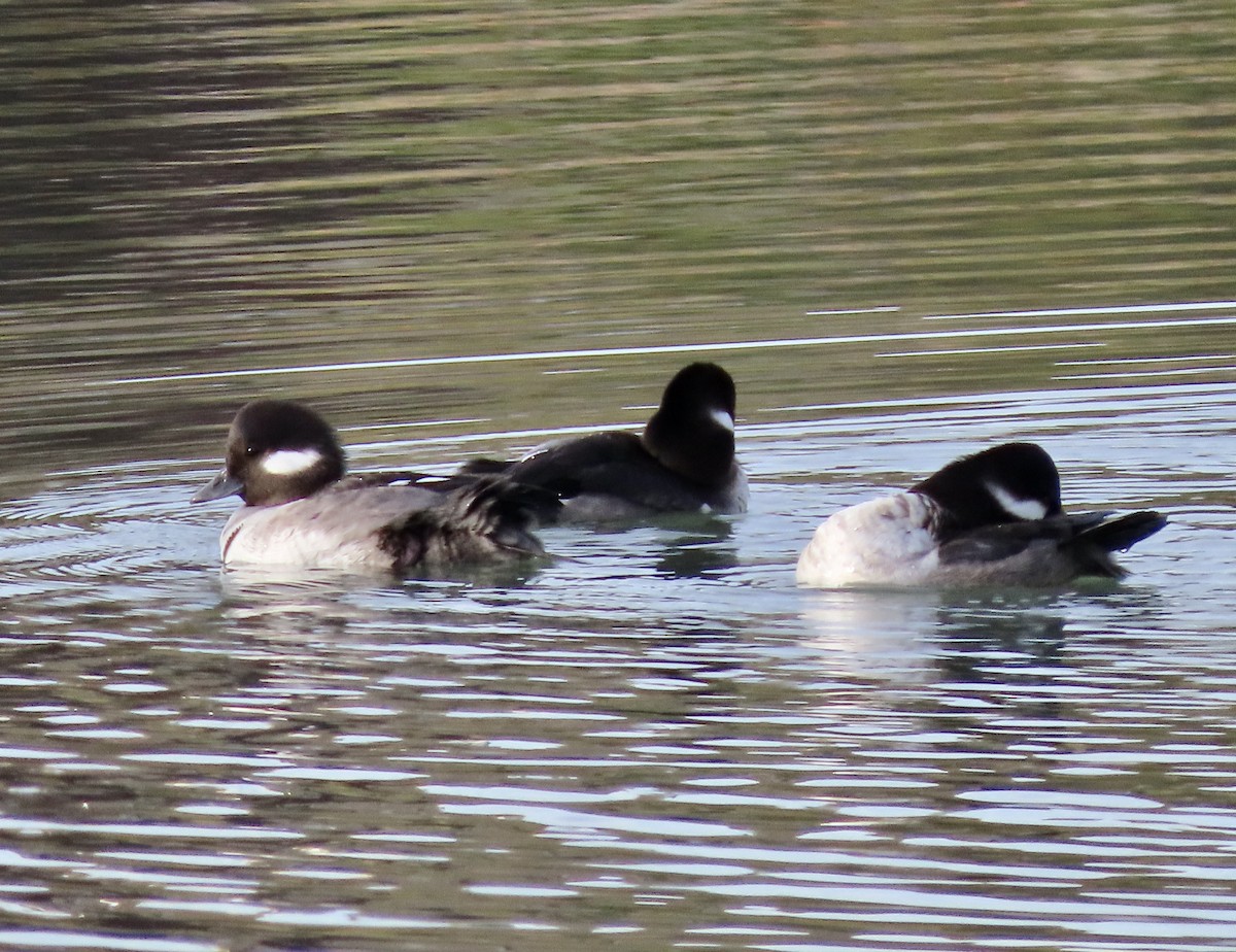 Bufflehead - ML612216346