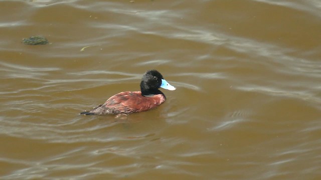 Blue-billed Duck - ML612216379