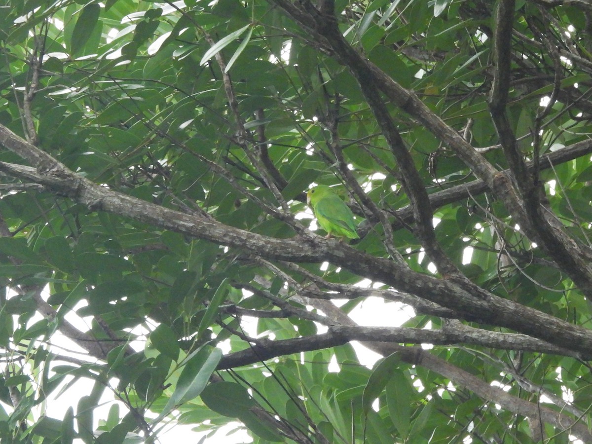 Зелёный воробьиный попугайчик - ML612216397