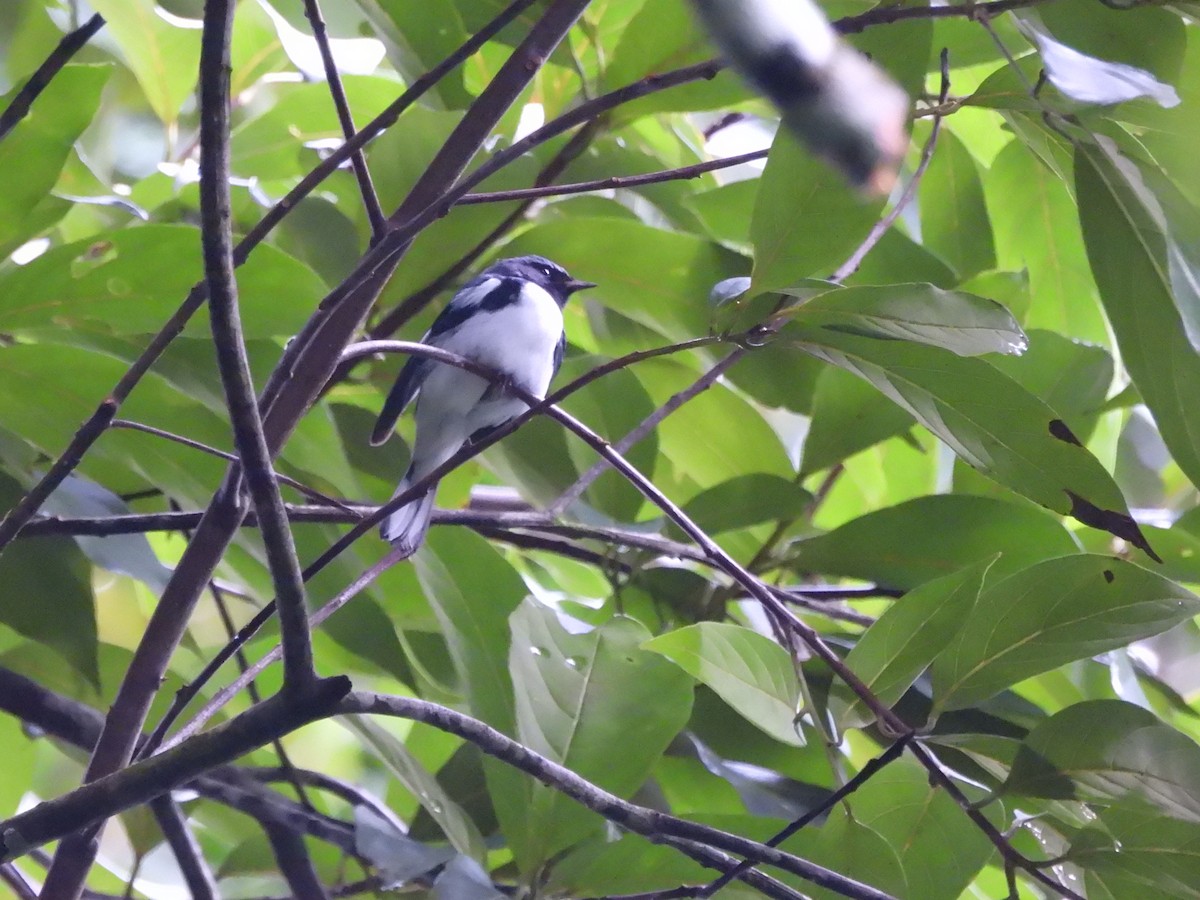 Black-throated Blue Warbler - ML612216470