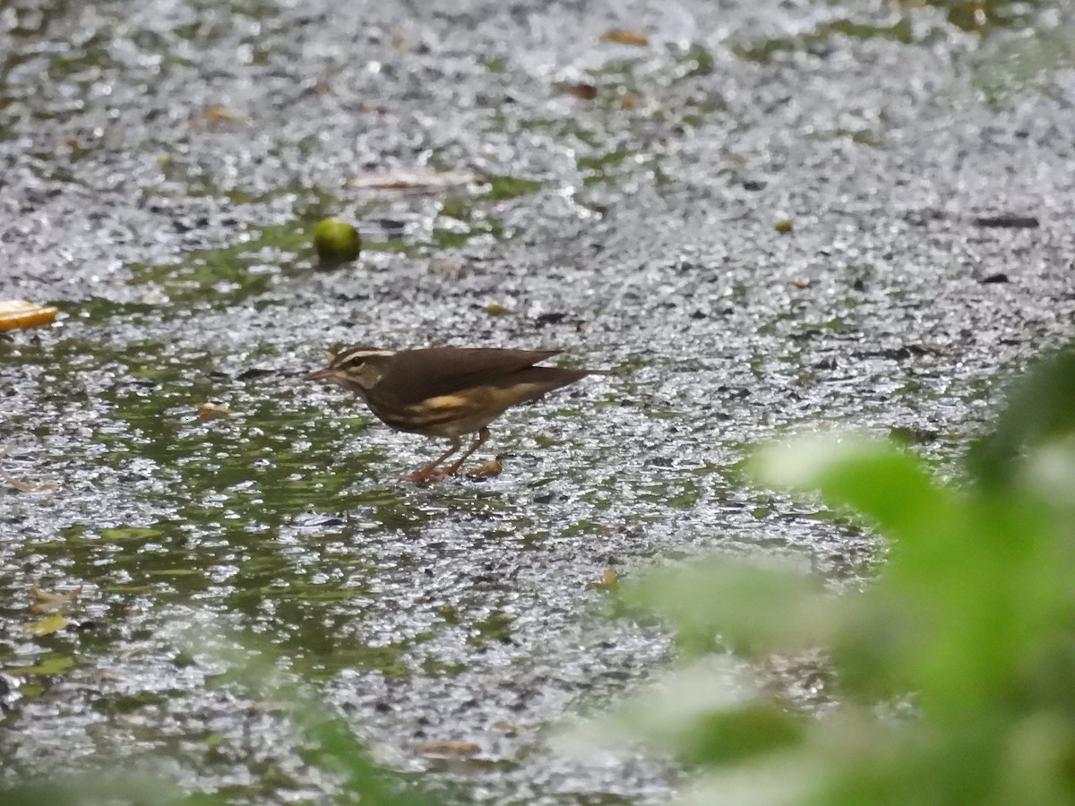 Louisiana Waterthrush - ML612216543