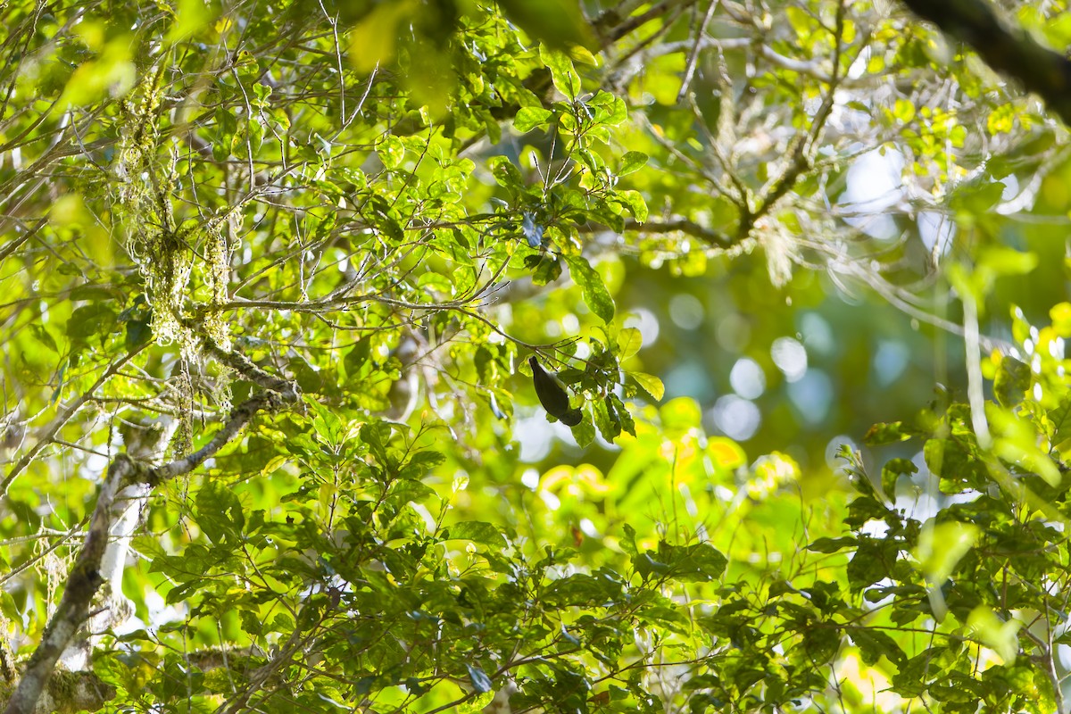 Spectacled Longbill - ML612216607