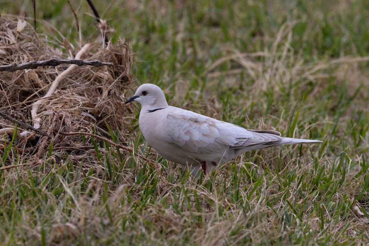 African Collared-Dove - ML612216616