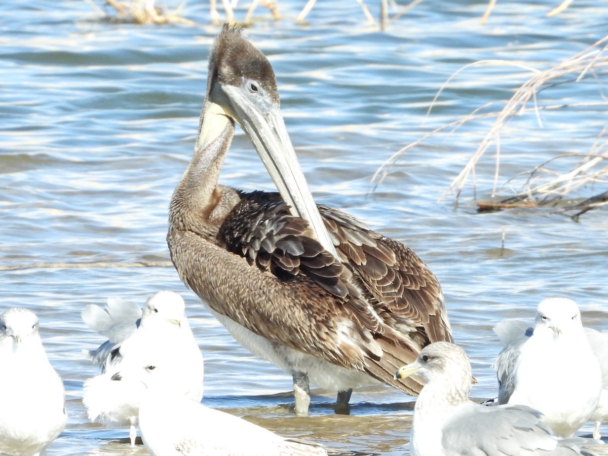 Brown Pelican - ML612216618