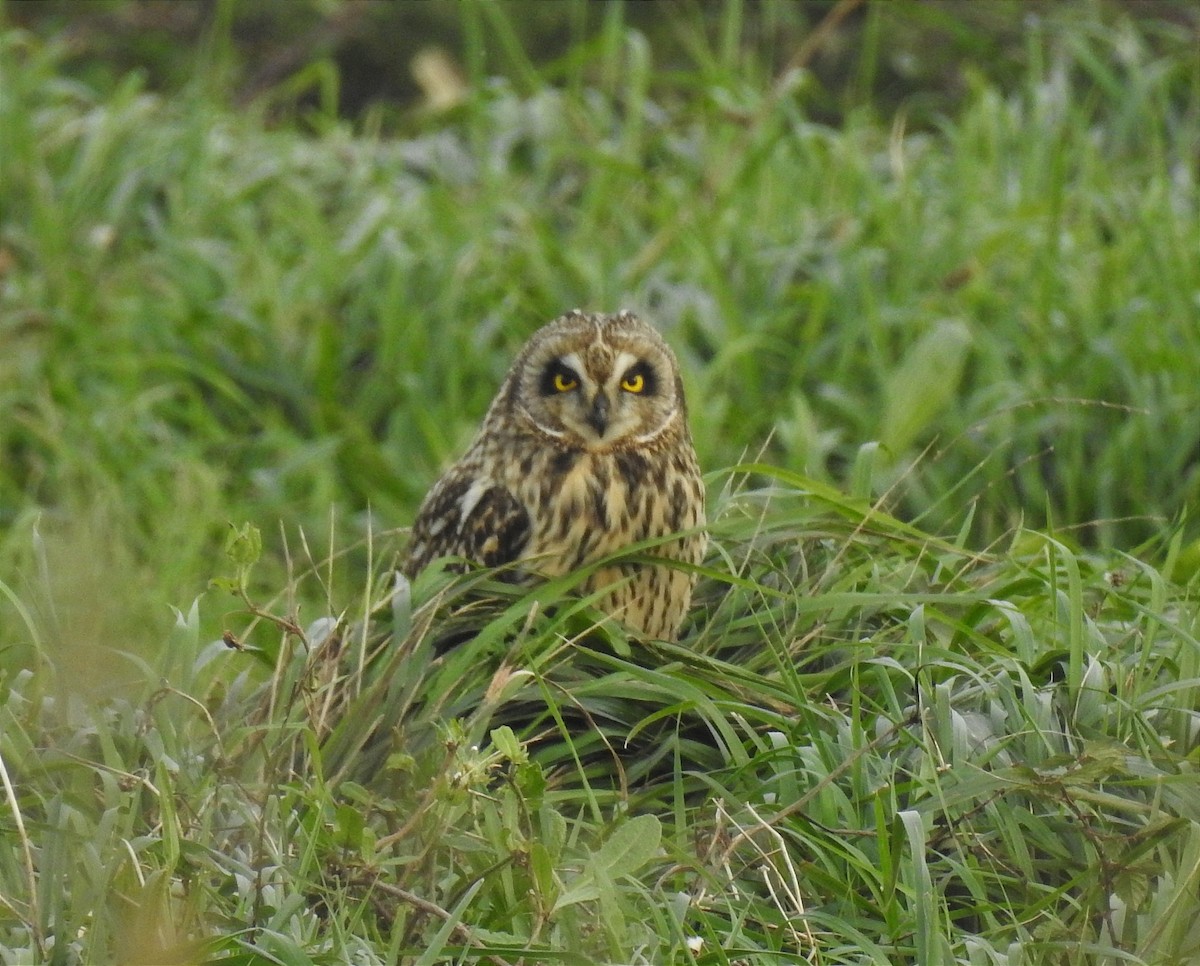 Short-eared Owl - ML612216620