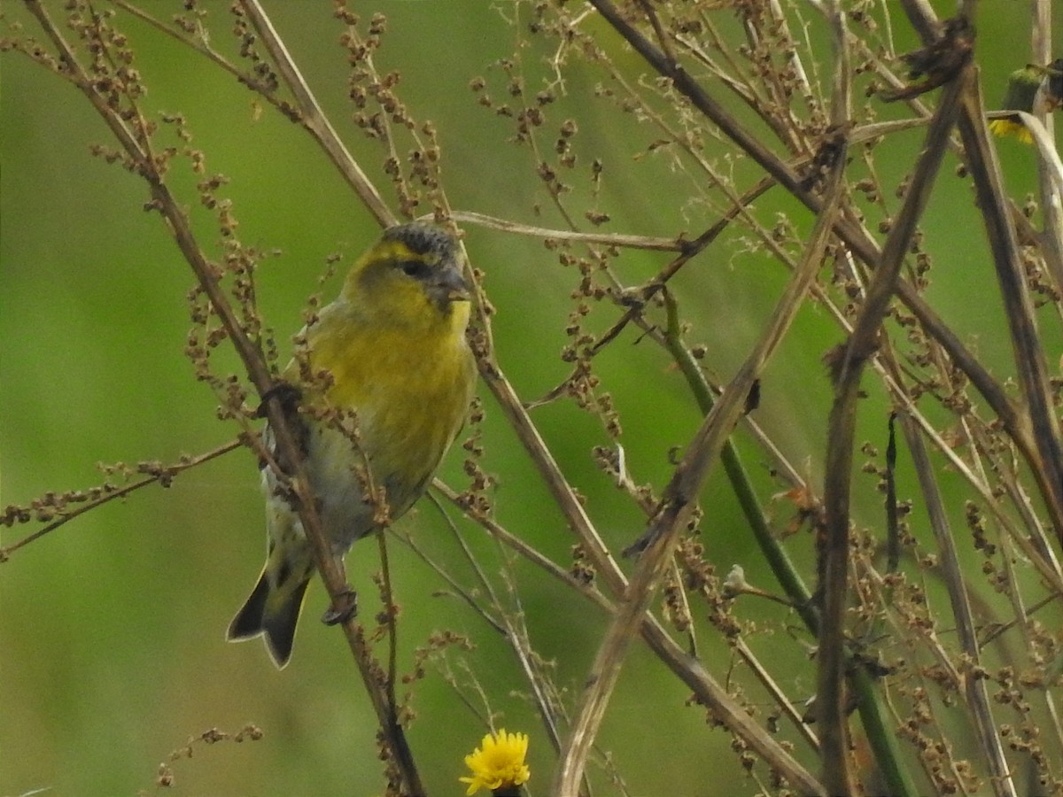 Eurasian Siskin - ML612216623