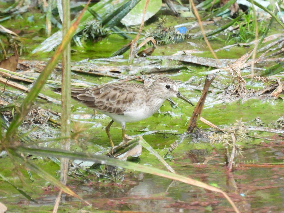 Least Sandpiper - ML612216633