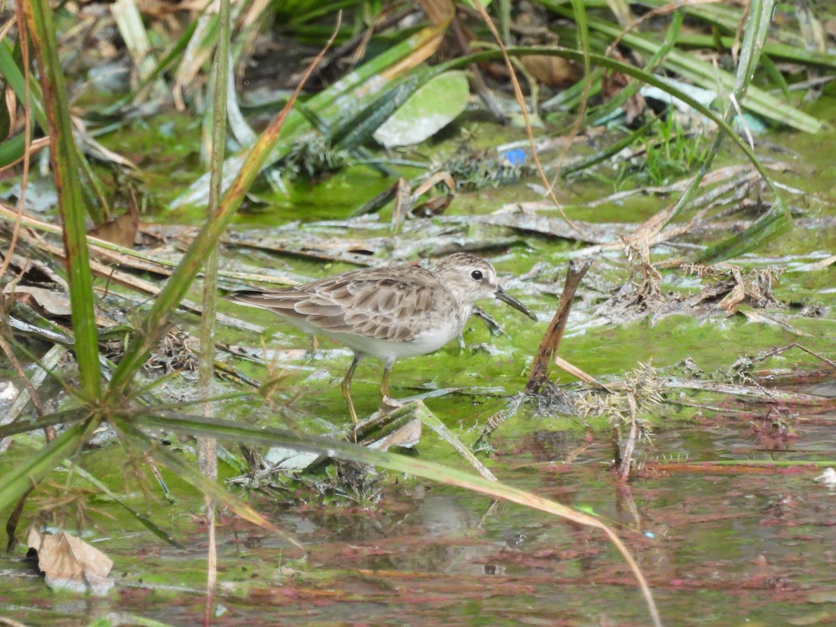 Least Sandpiper - ML612216634