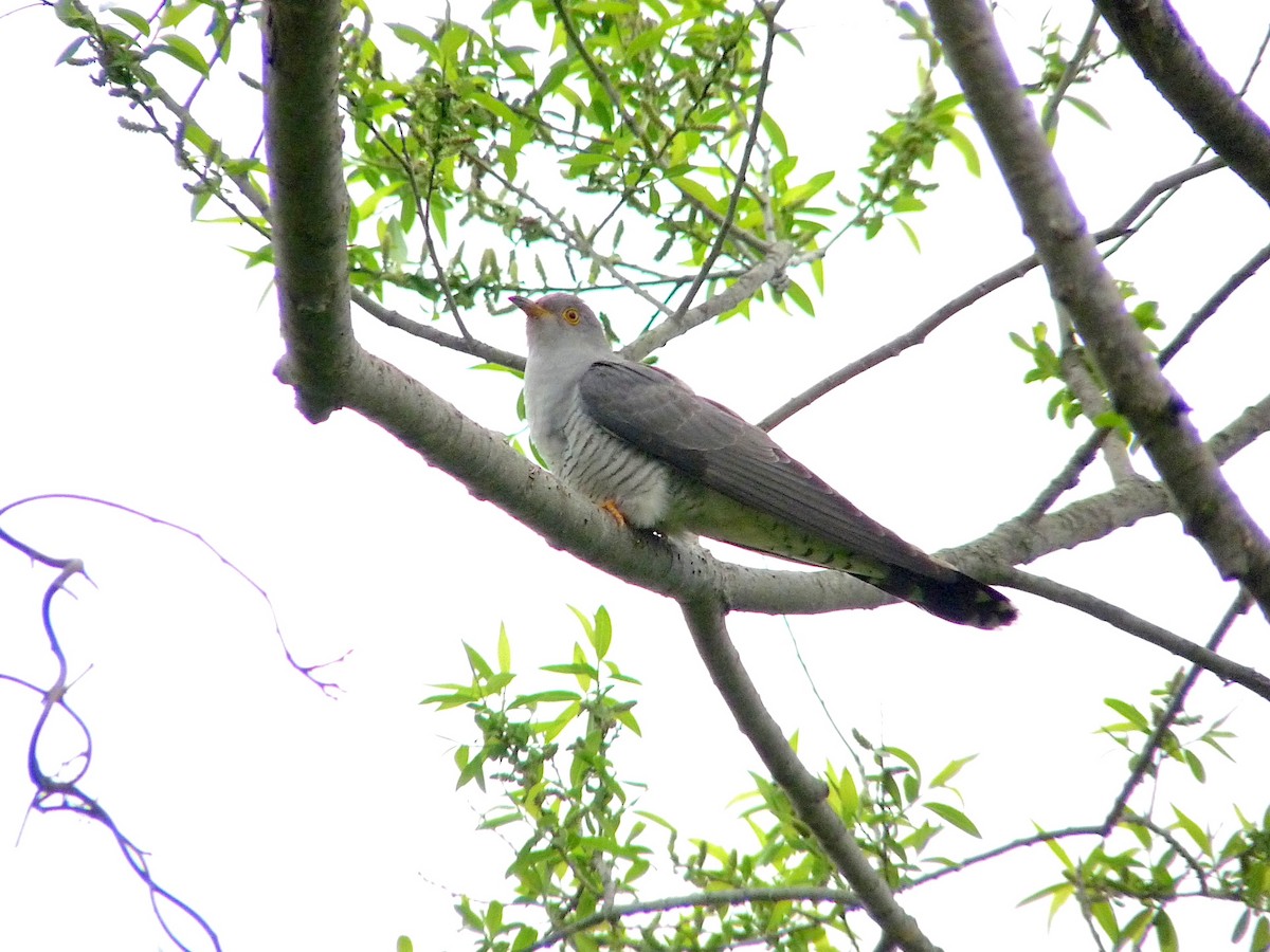 Common Cuckoo - 義美 菊地
