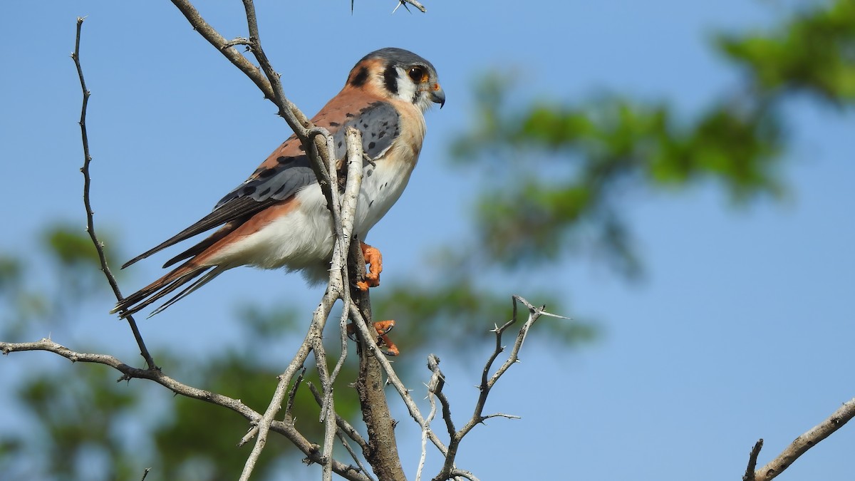 American Kestrel (Hispaniolan) - ML612216850