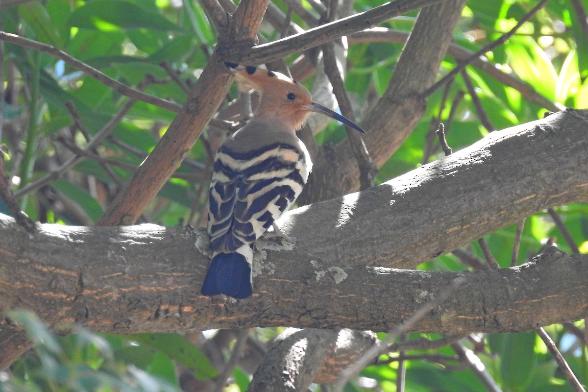 Eurasian Hoopoe (Eurasian) - ML612216855