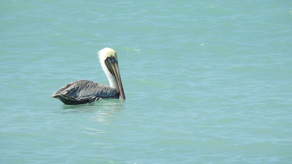 pelikán hnědý - ML612216874