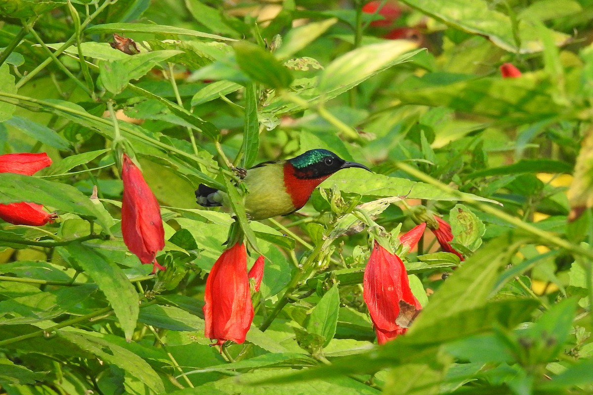 Fork-tailed Sunbird (Fork-tailed) - Chi-Lien (綺蓮) Hsueh (薛)