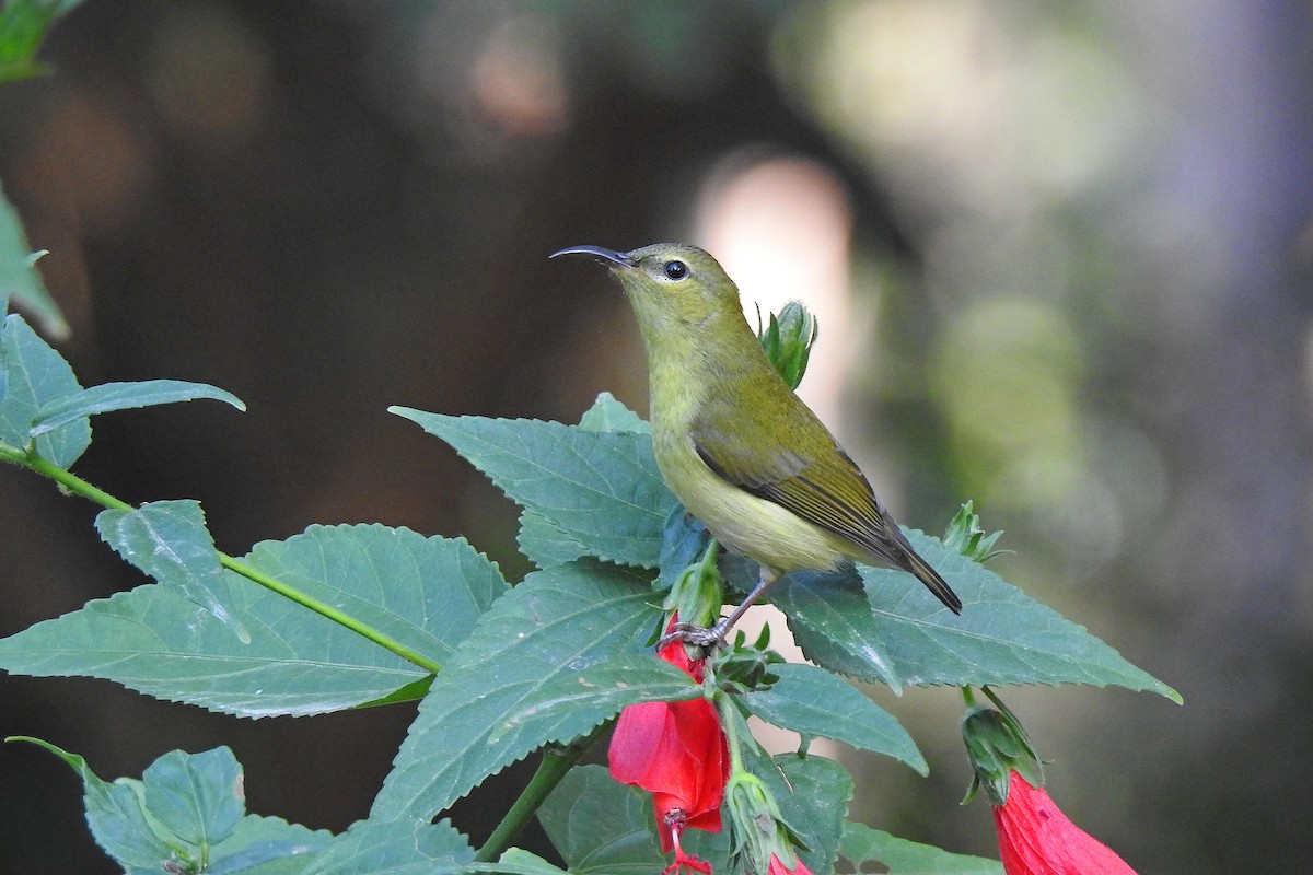 Fork-tailed Sunbird (Fork-tailed) - ML612216925