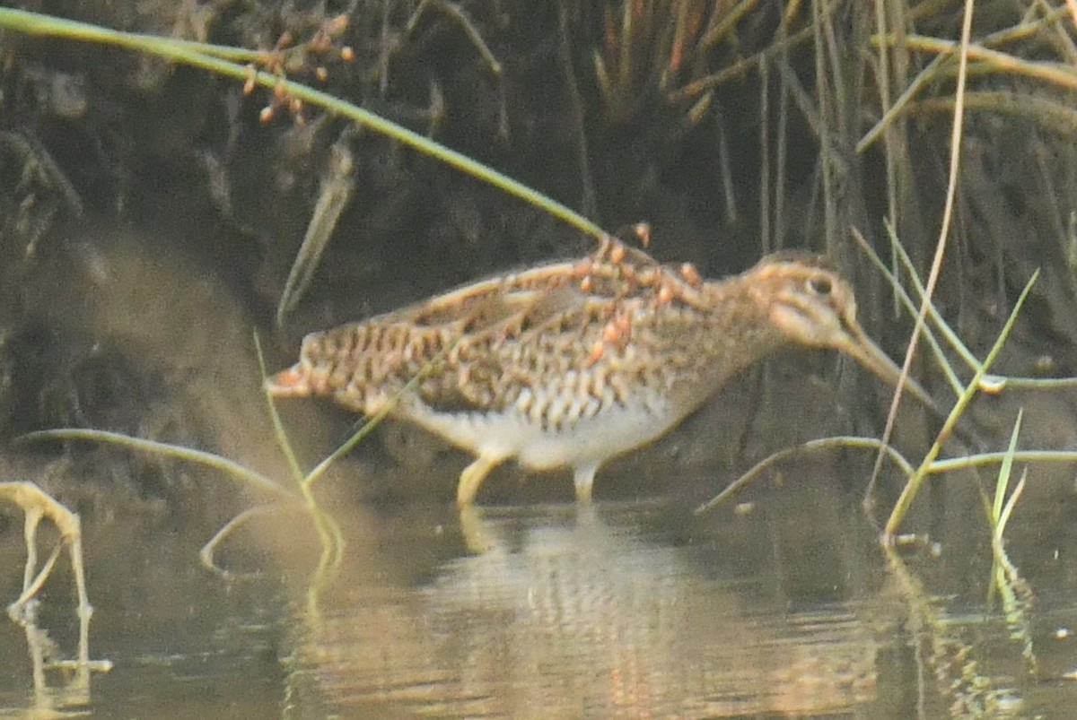 Common Snipe - ML612216988