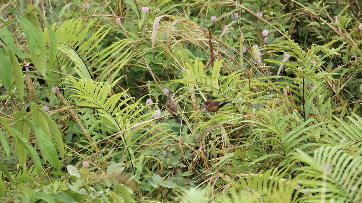 White-spotted Munia - ML612217077