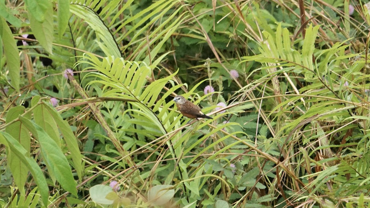 White-spotted Munia - ML612217083