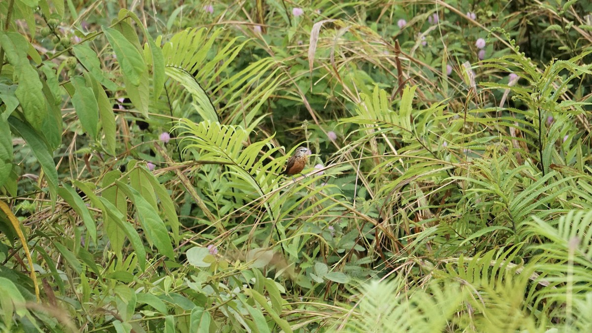 White-spotted Munia - ML612217084