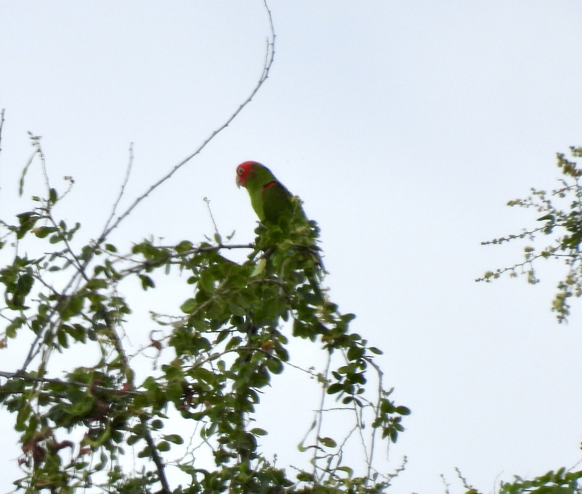 Conure à tête rouge - ML612217106