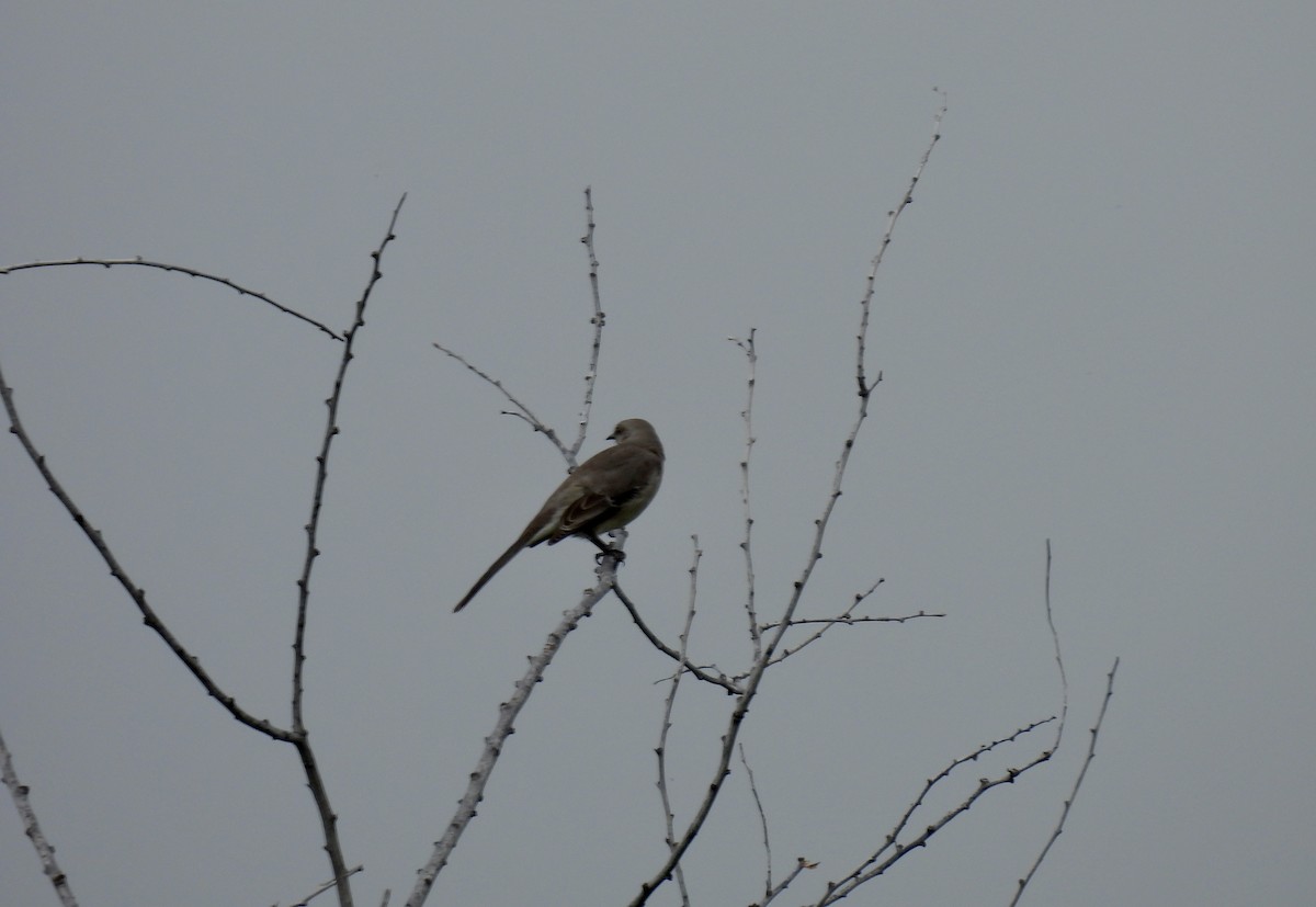 Northern Mockingbird - Corinna Honscheid