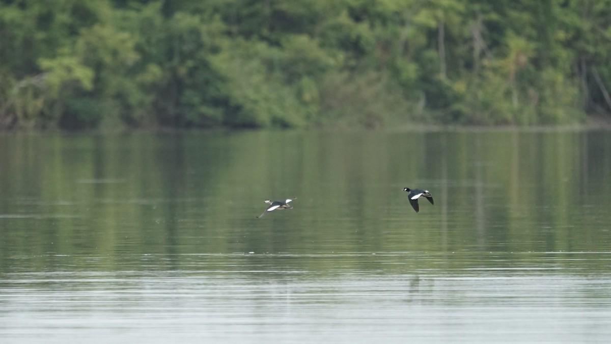 Green Pygmy-Goose - ML612217158