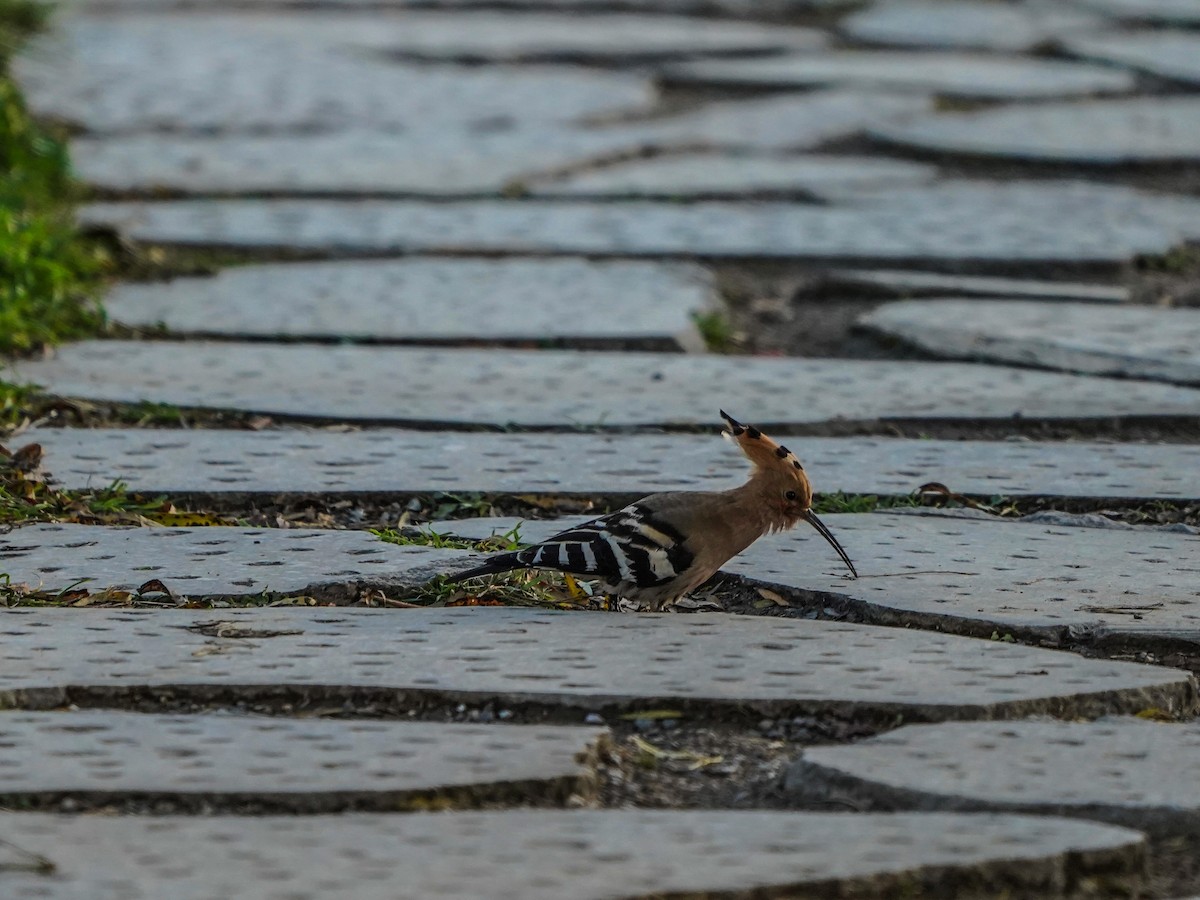 Eurasian Hoopoe - ML612217210