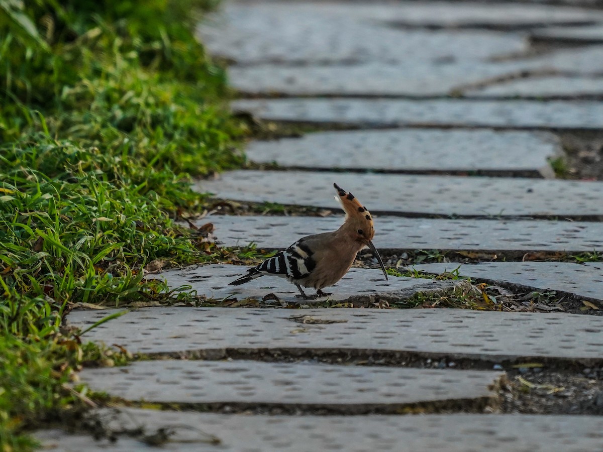 Eurasian Hoopoe - ML612217211