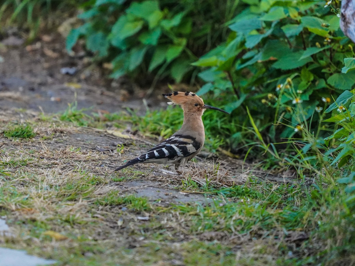 Eurasian Hoopoe - ML612217212