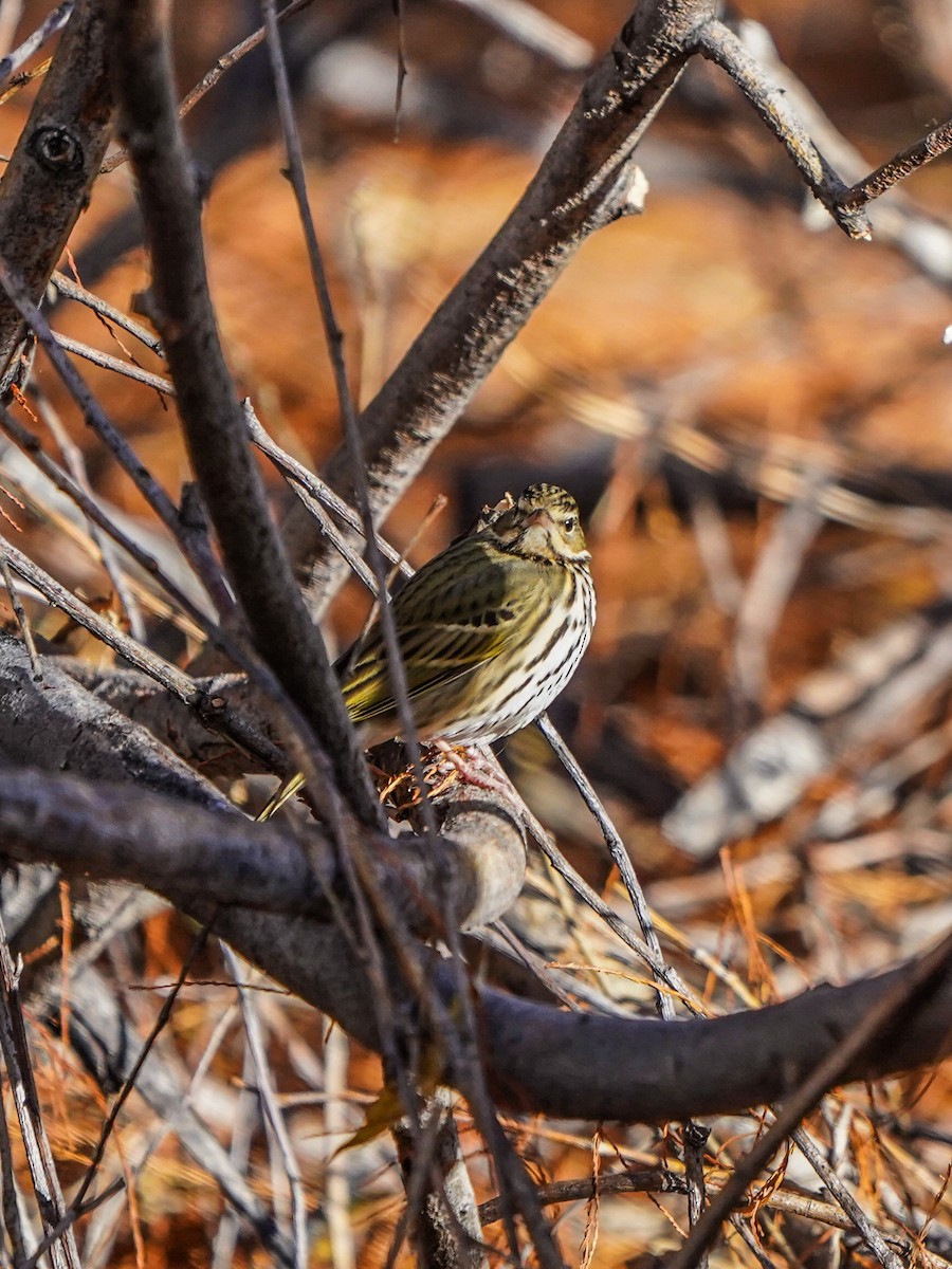 Olive-backed Pipit - ML612217317