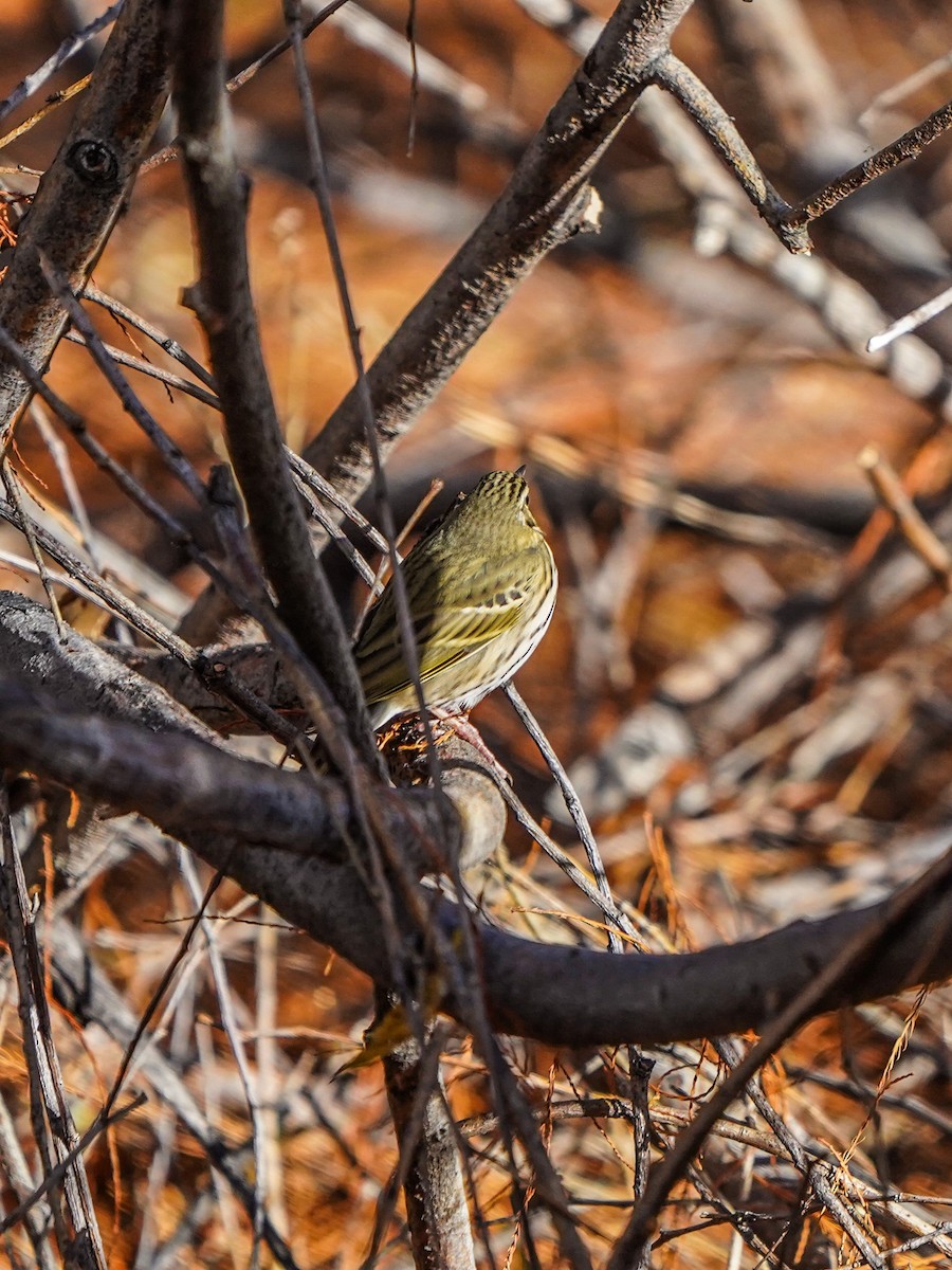 Olive-backed Pipit - ML612217319